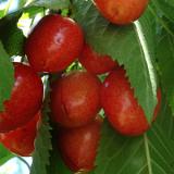 1507G 07 Fulda Radweg